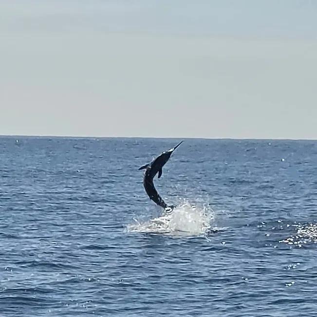 The most recent Striped marlin catches on Fishbrain