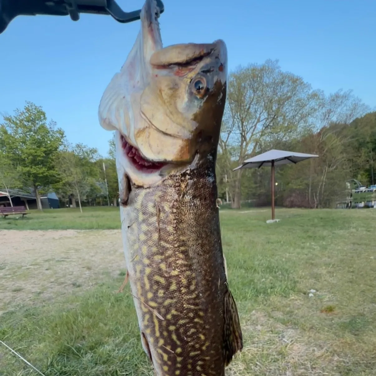 The most recent Tiger trout catches on Fishbrain