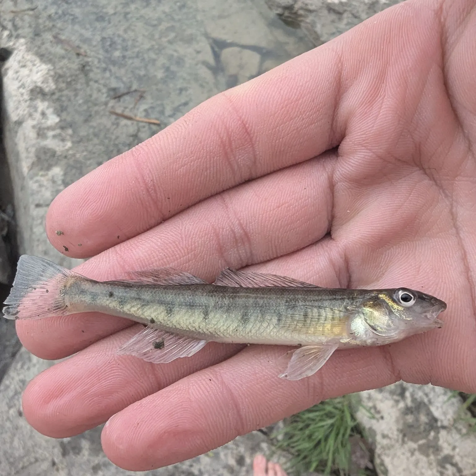 The most recent Common logperch catches on Fishbrain
