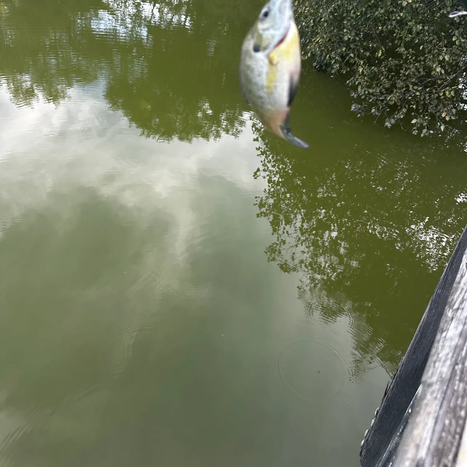 Bluegill caught on Fishbrain