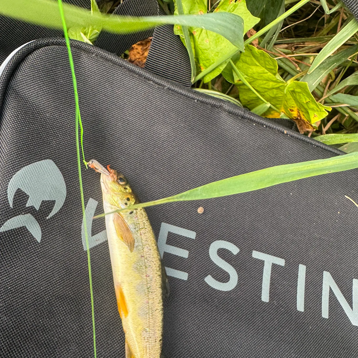 Brown trout caught on Fishbrain