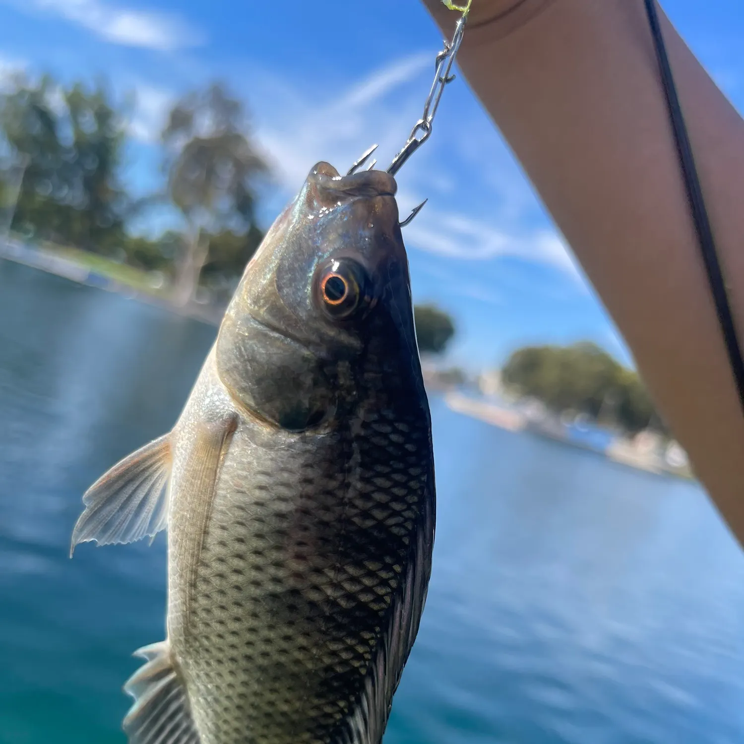 The most recent Longfin tilapia catches on Fishbrain