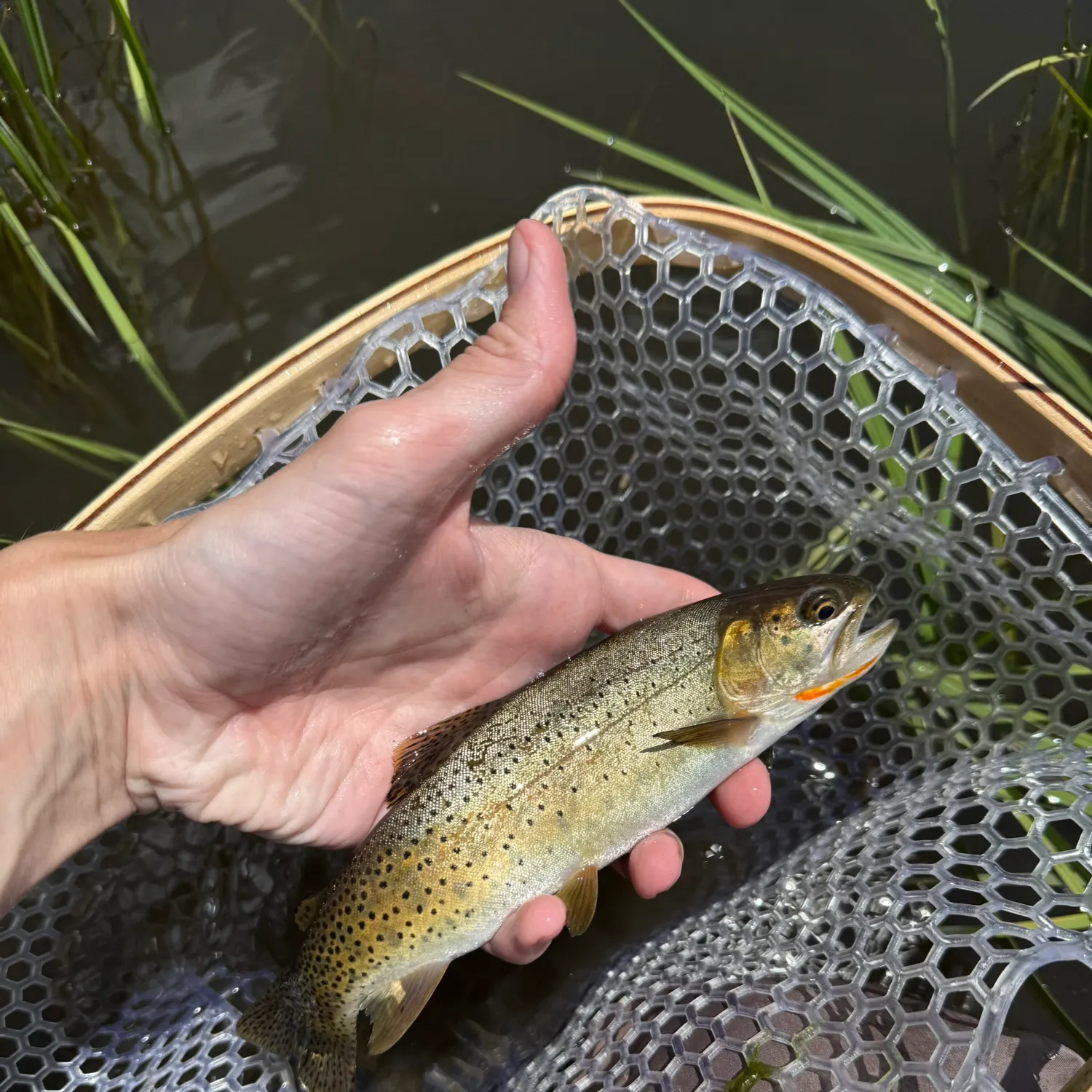 The most recent Greenback cutthroat trout catches on Fishbrain