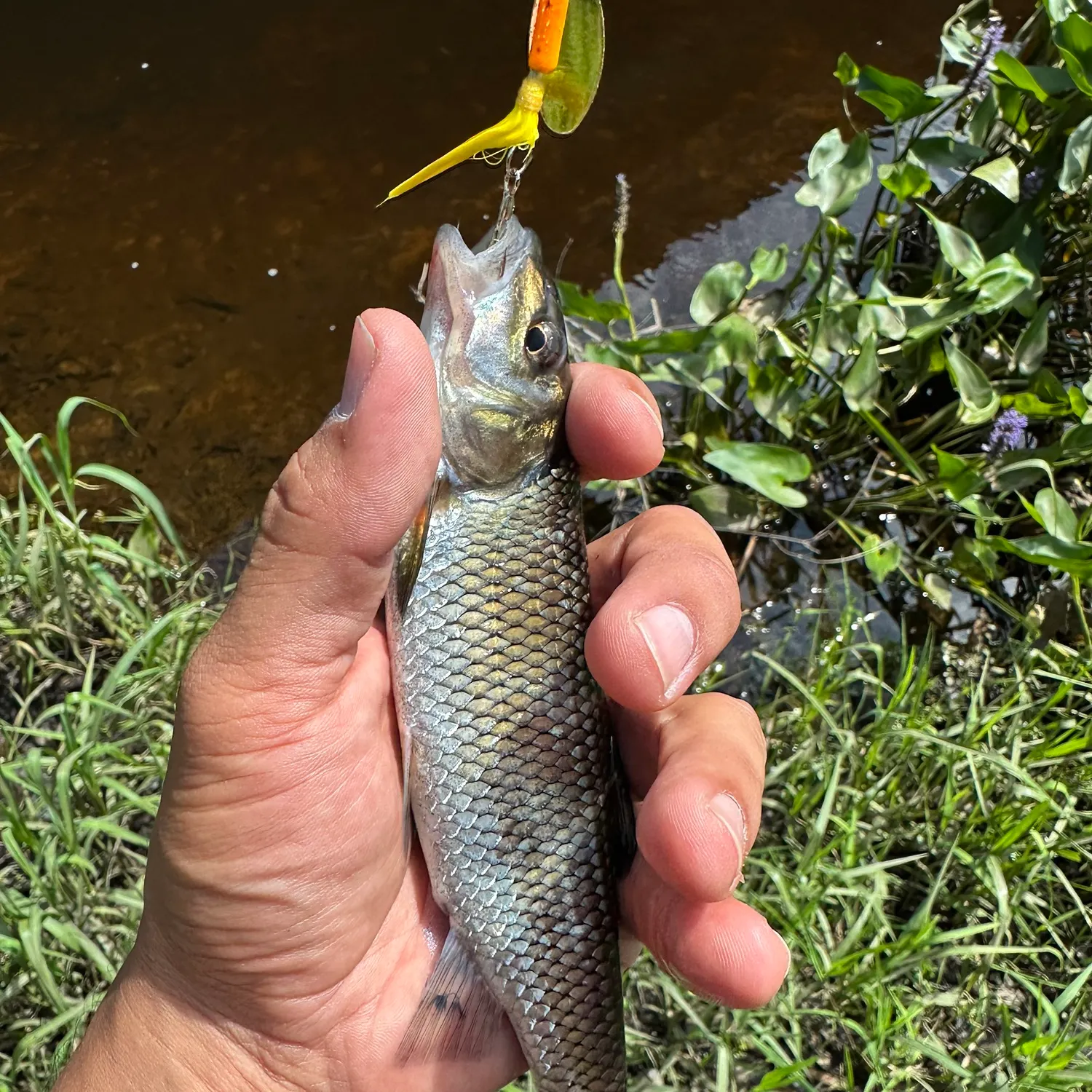 Fallfish caught on Fishbrain