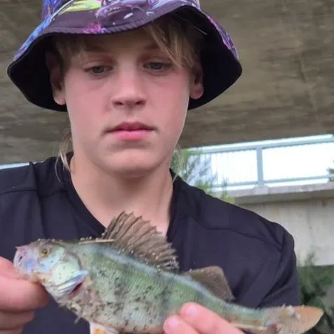 The most recent European perch catches on Fishbrain