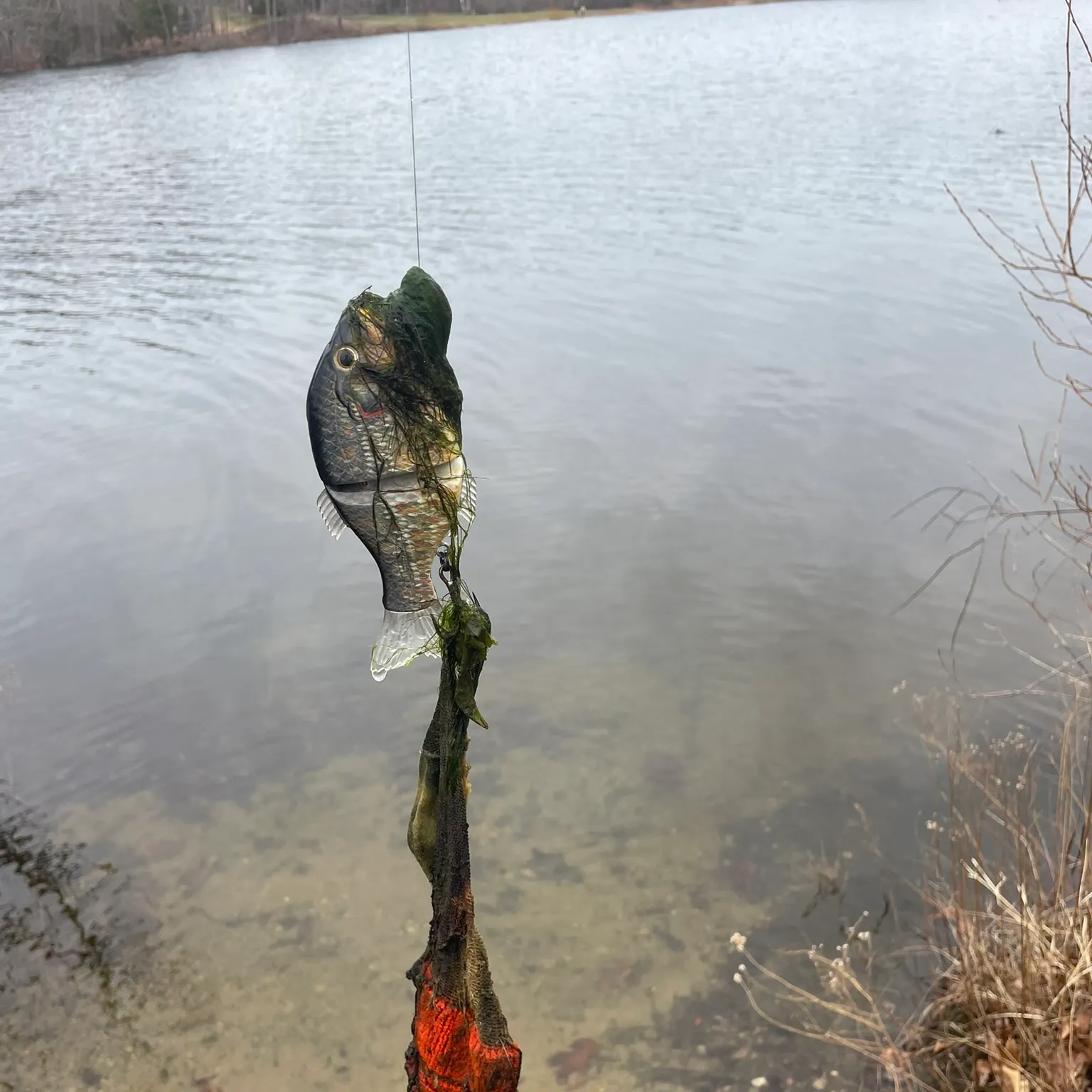 The most recent Sockeye salmon catches on Fishbrain