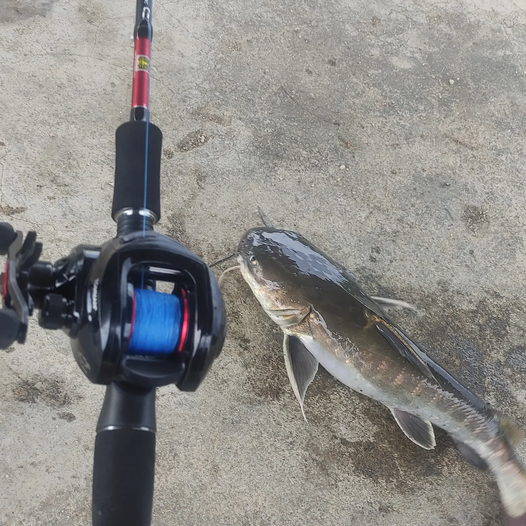 The most recent Sagor sea catfish catches on Fishbrain