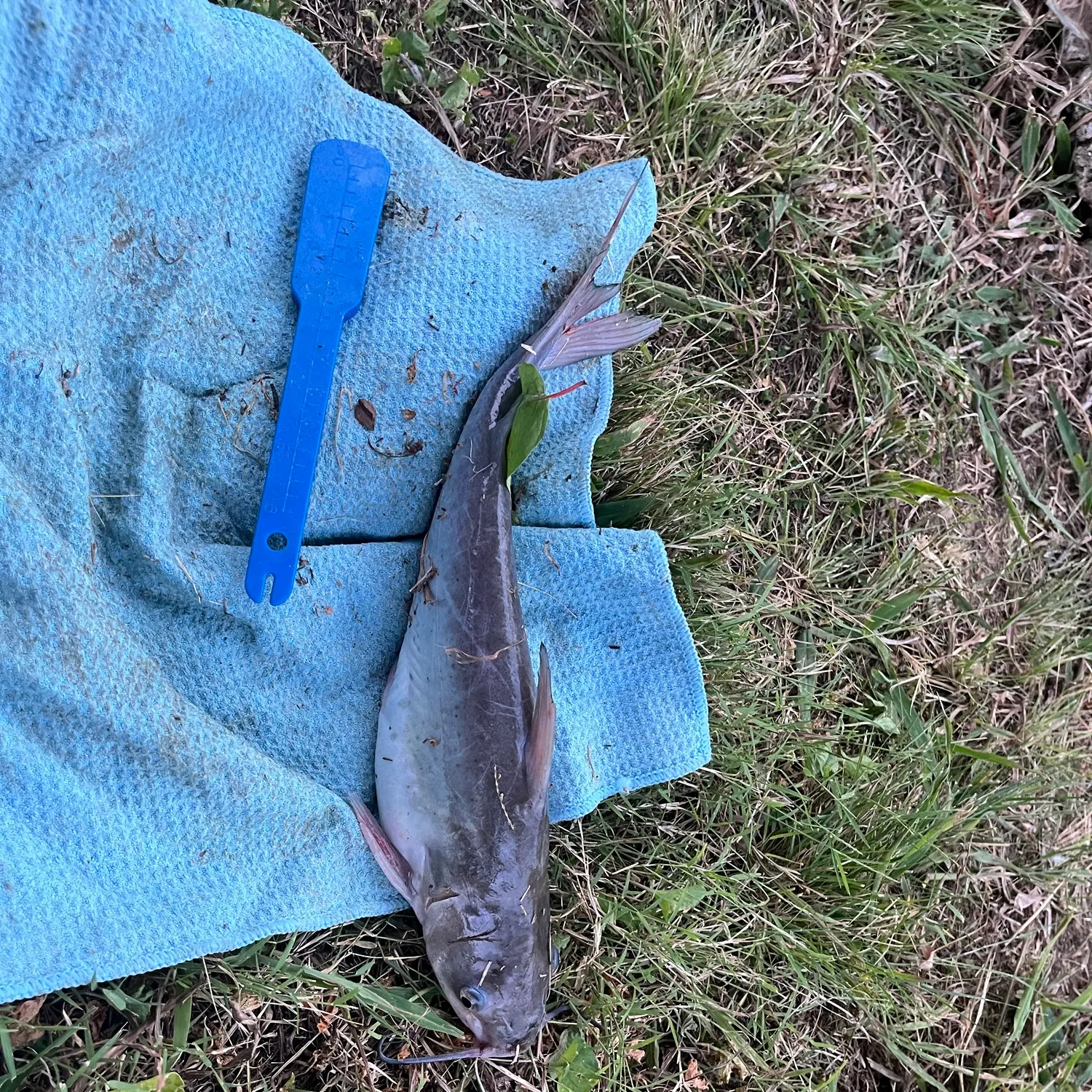 Channel catfish caught on Fishbrain