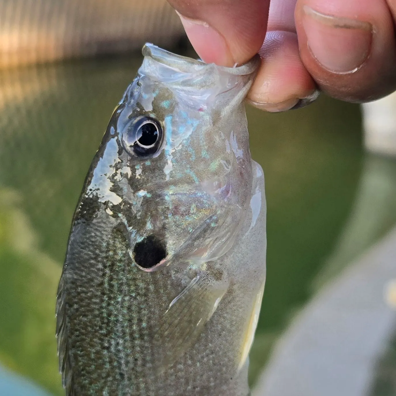Green sunfish caught on Fishbrain