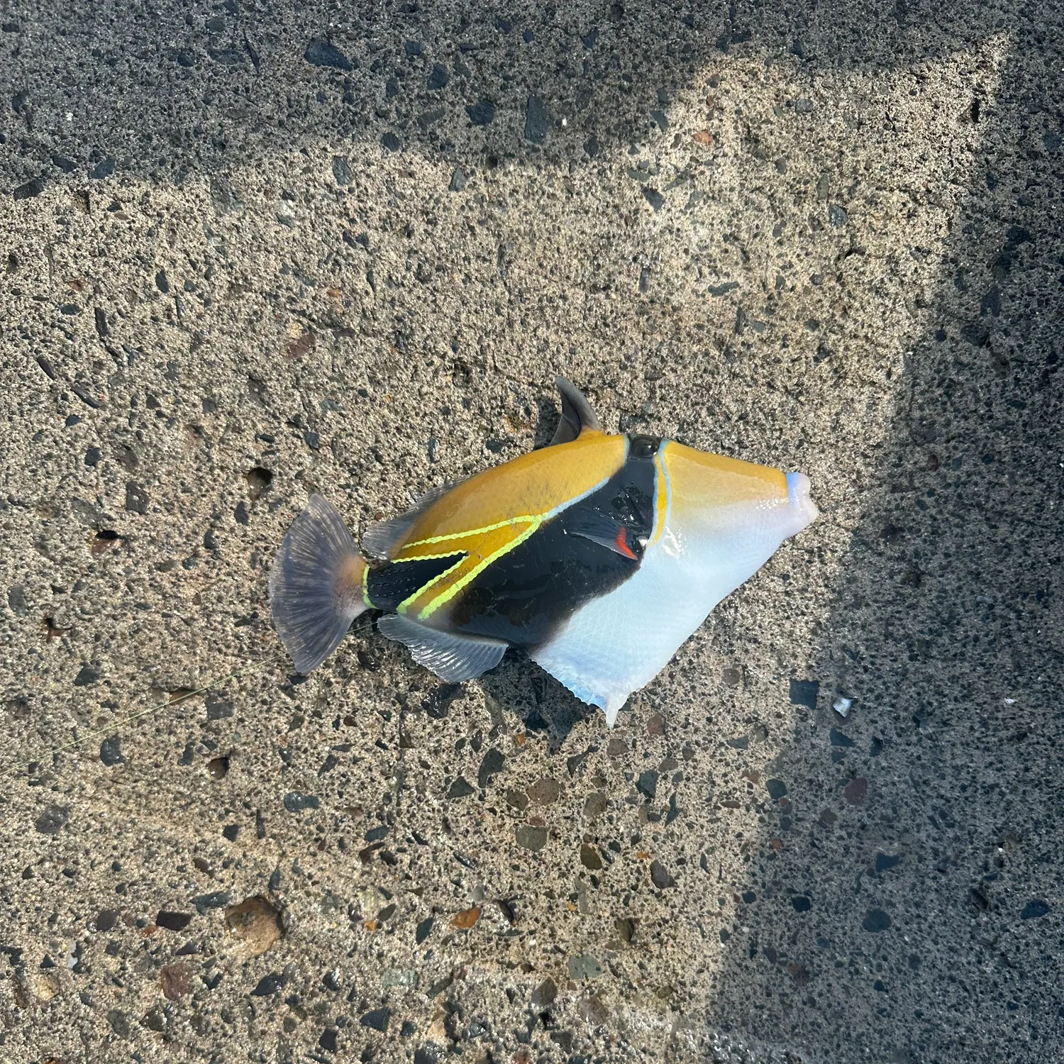 The most recent Wedge-tail triggerfish catches on Fishbrain