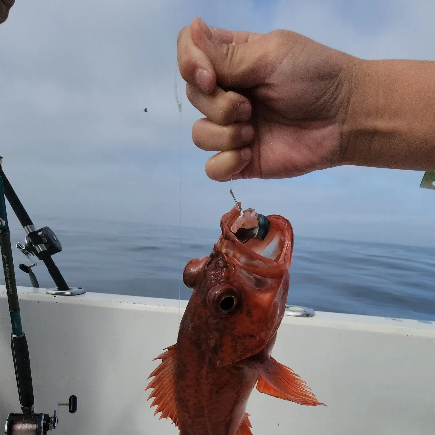 Vermilion rockfish caught on Fishbrain