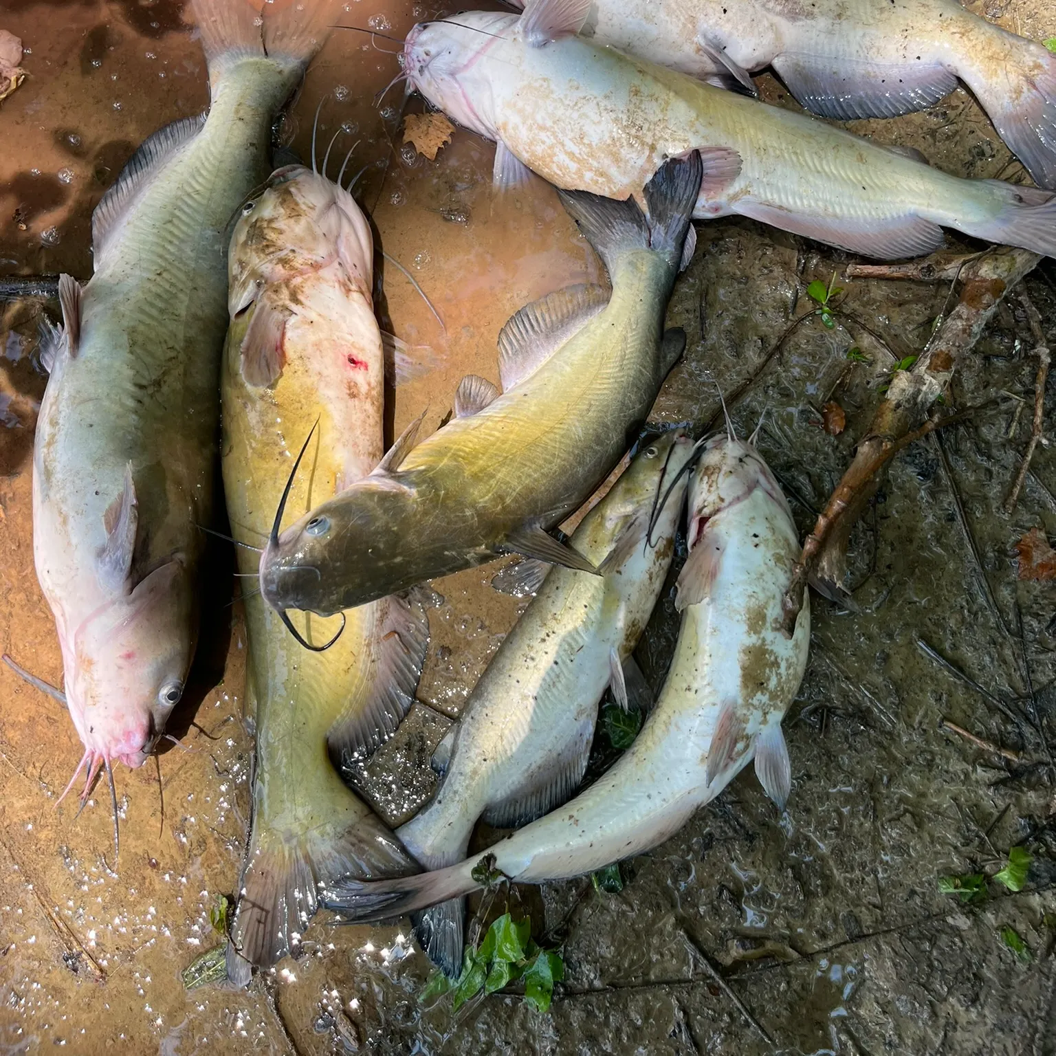 recently logged catches