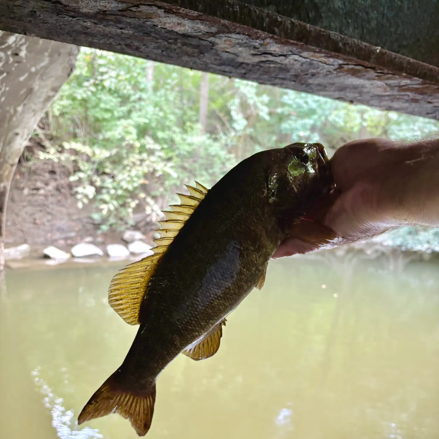 Smallmouth bass caught on Fishbrain