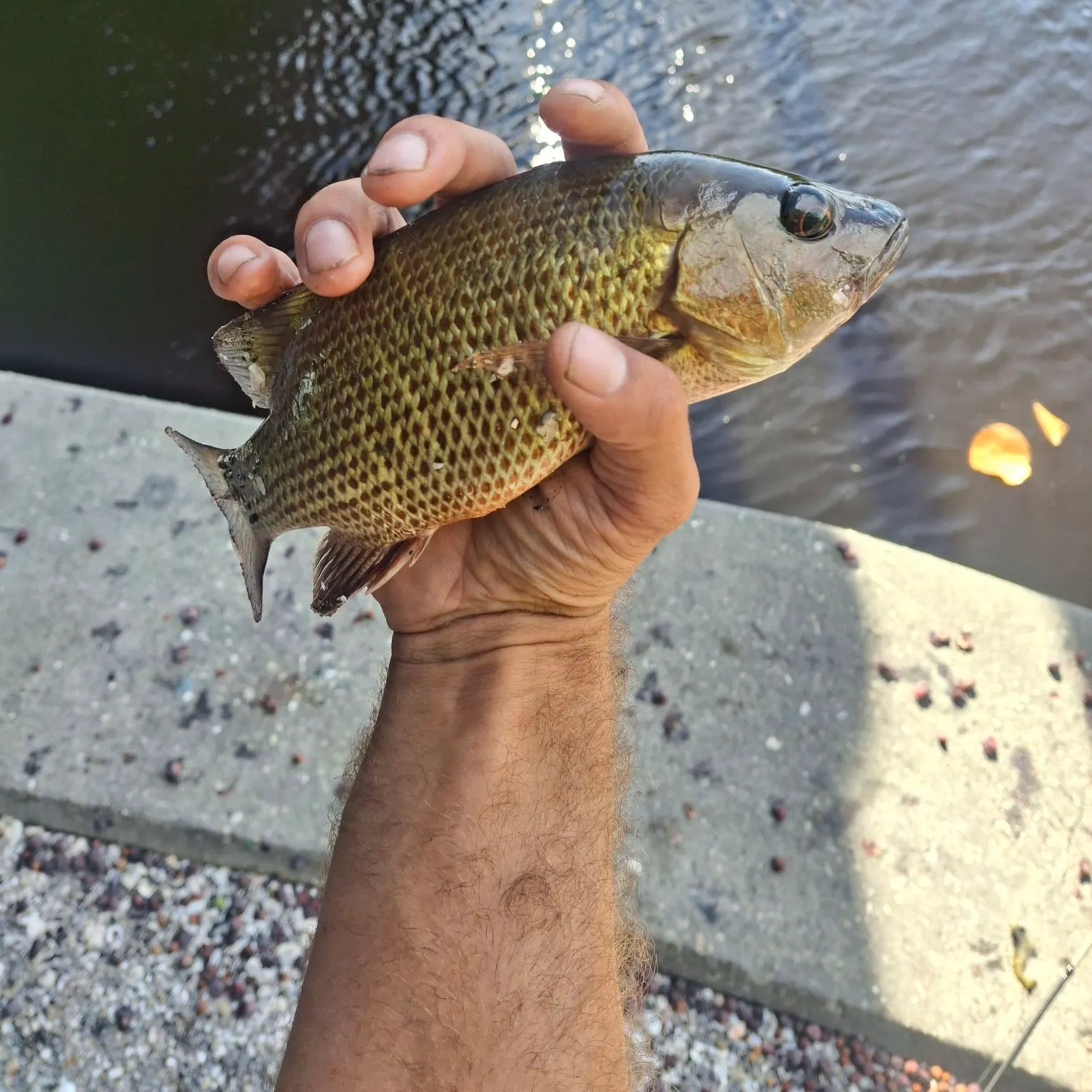 Mangrove snapper caught on Fishbrain
