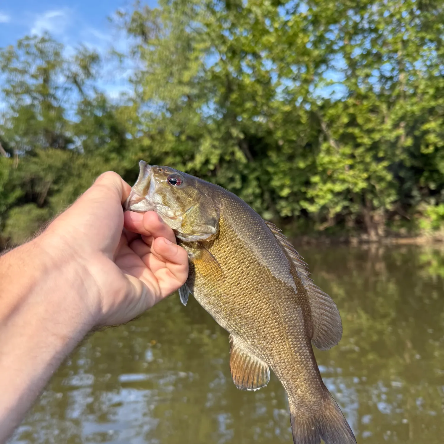 Smallmouth bass caught on Fishbrain
