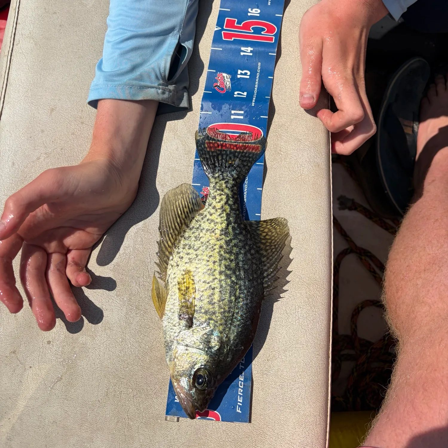 recently logged catches