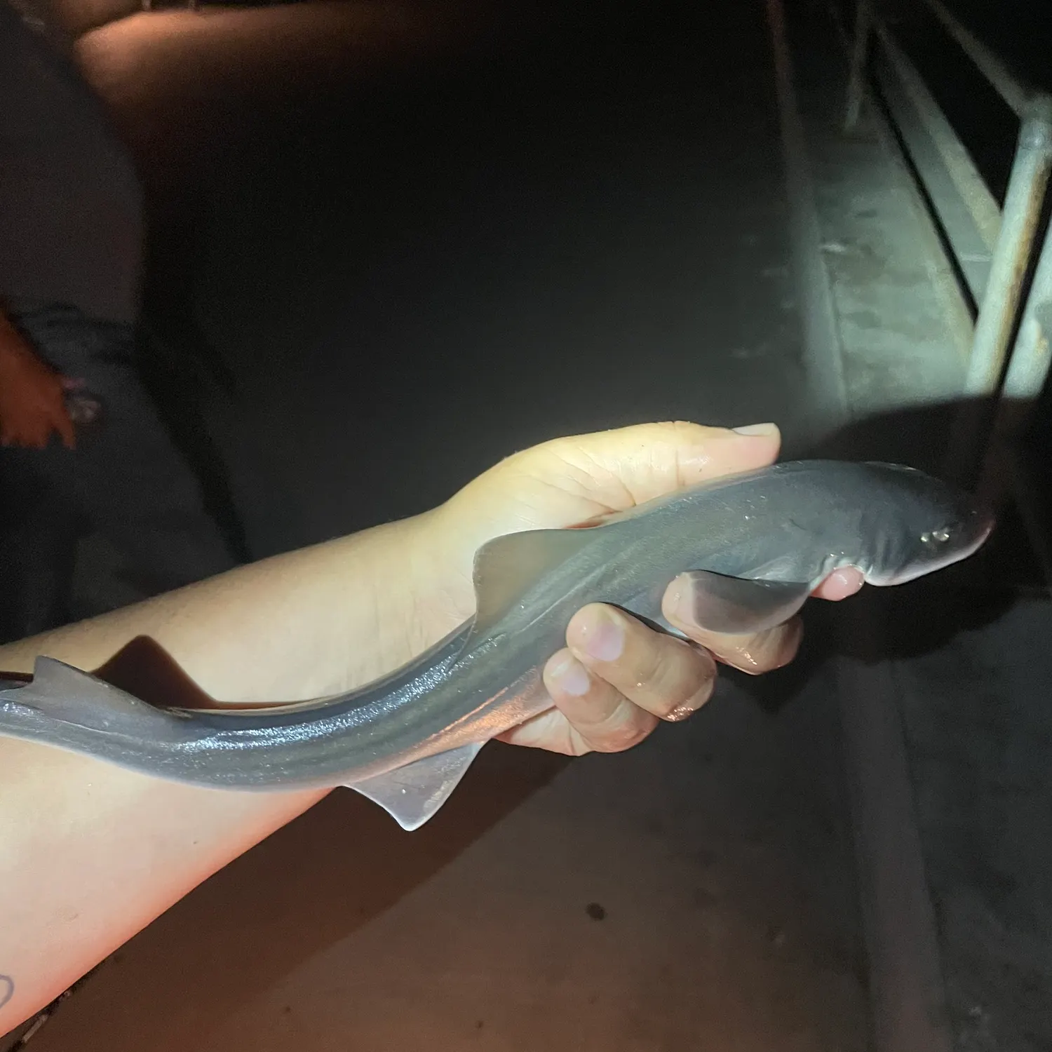 Grey smooth-hound caught on Fishbrain