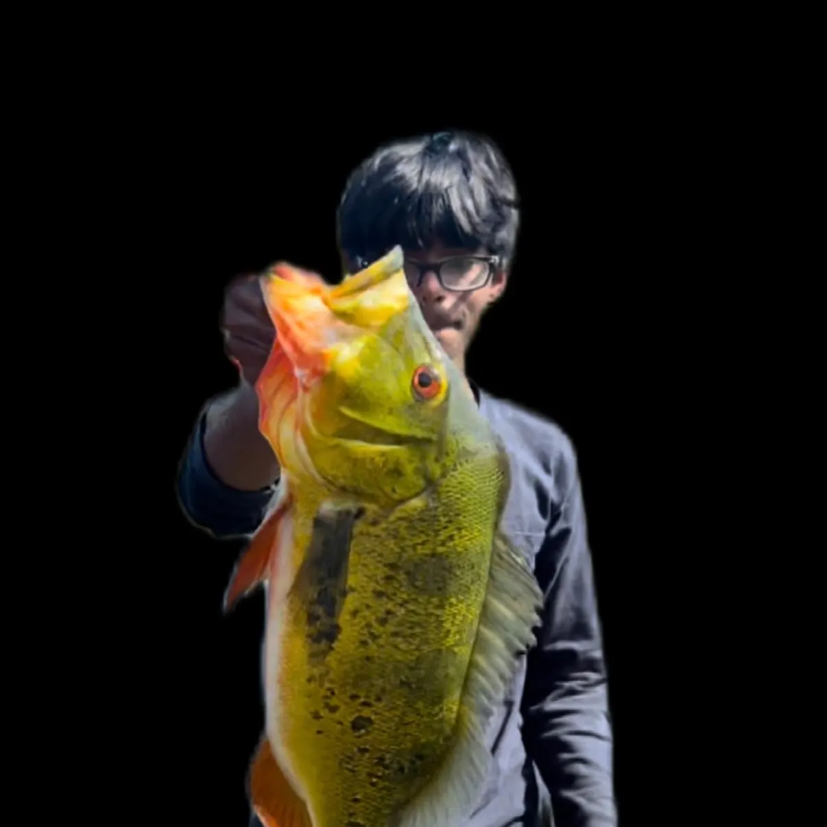 Butterfly peacock bass caught on Fishbrain