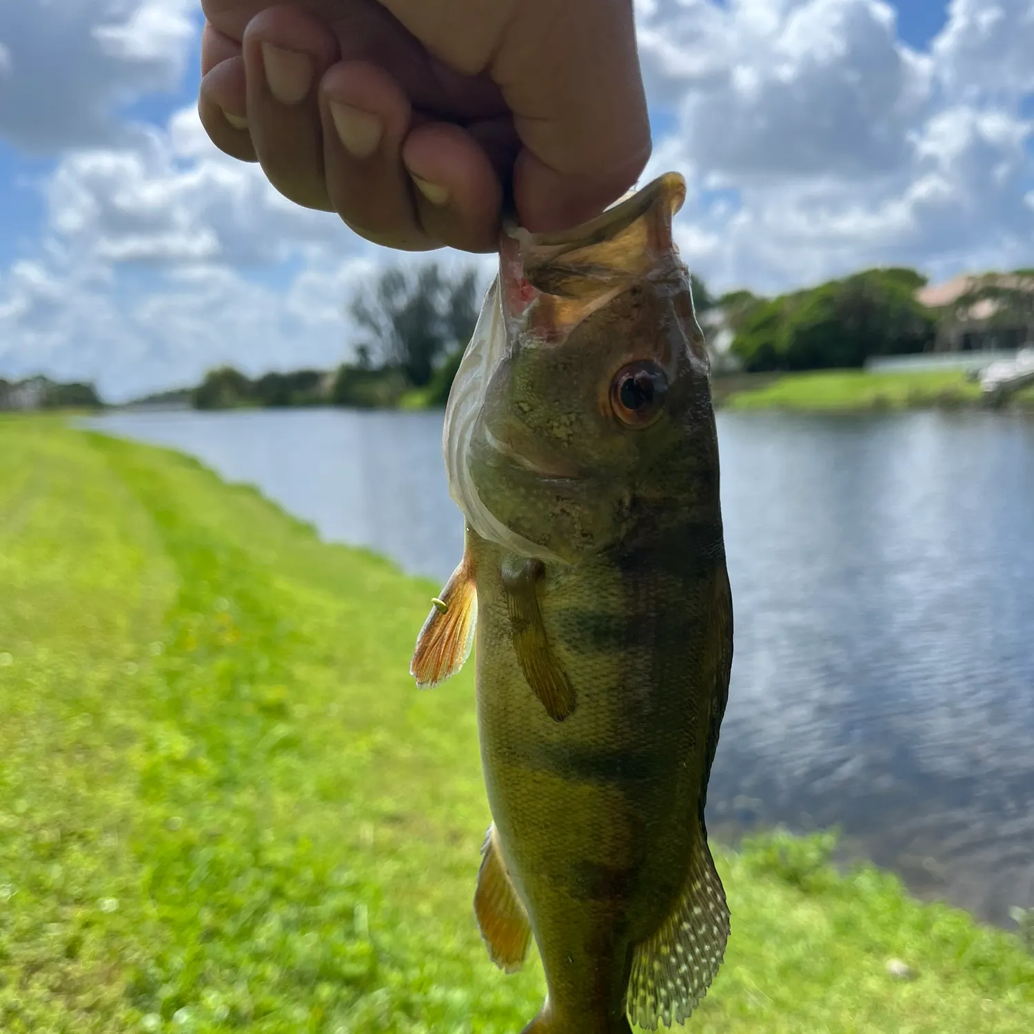 Butterfly peacock bass caught on Fishbrain