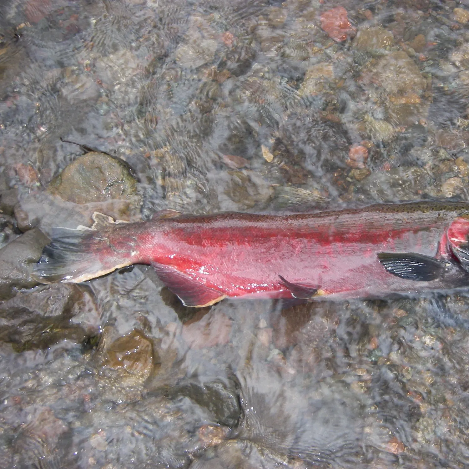 Coho salmon caught on Fishbrain