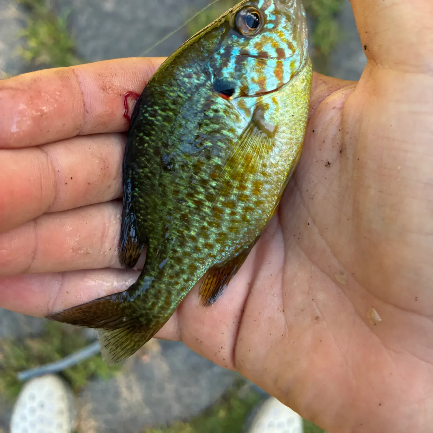 Pumpkinseed caught on Fishbrain