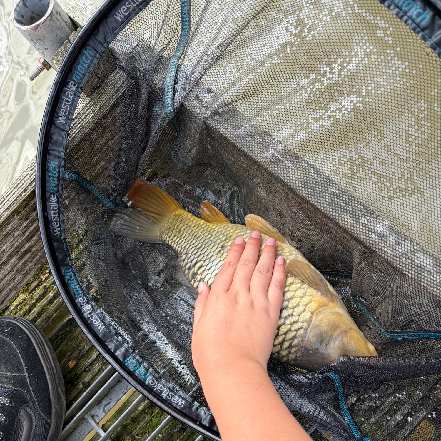 Common carp caught on Fishbrain