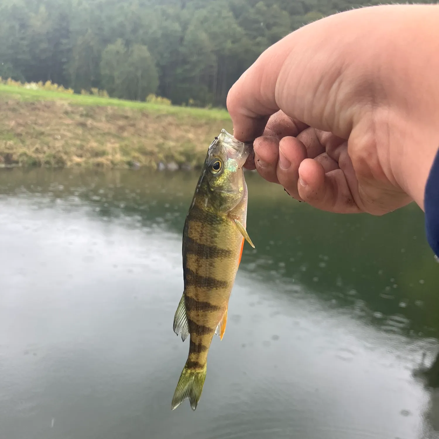 Yellow perch caught on Fishbrain