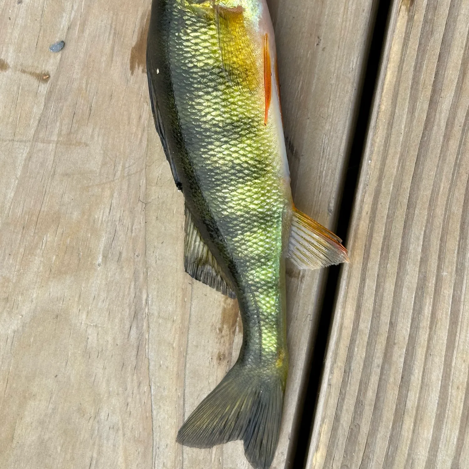 Yellow perch caught on Fishbrain