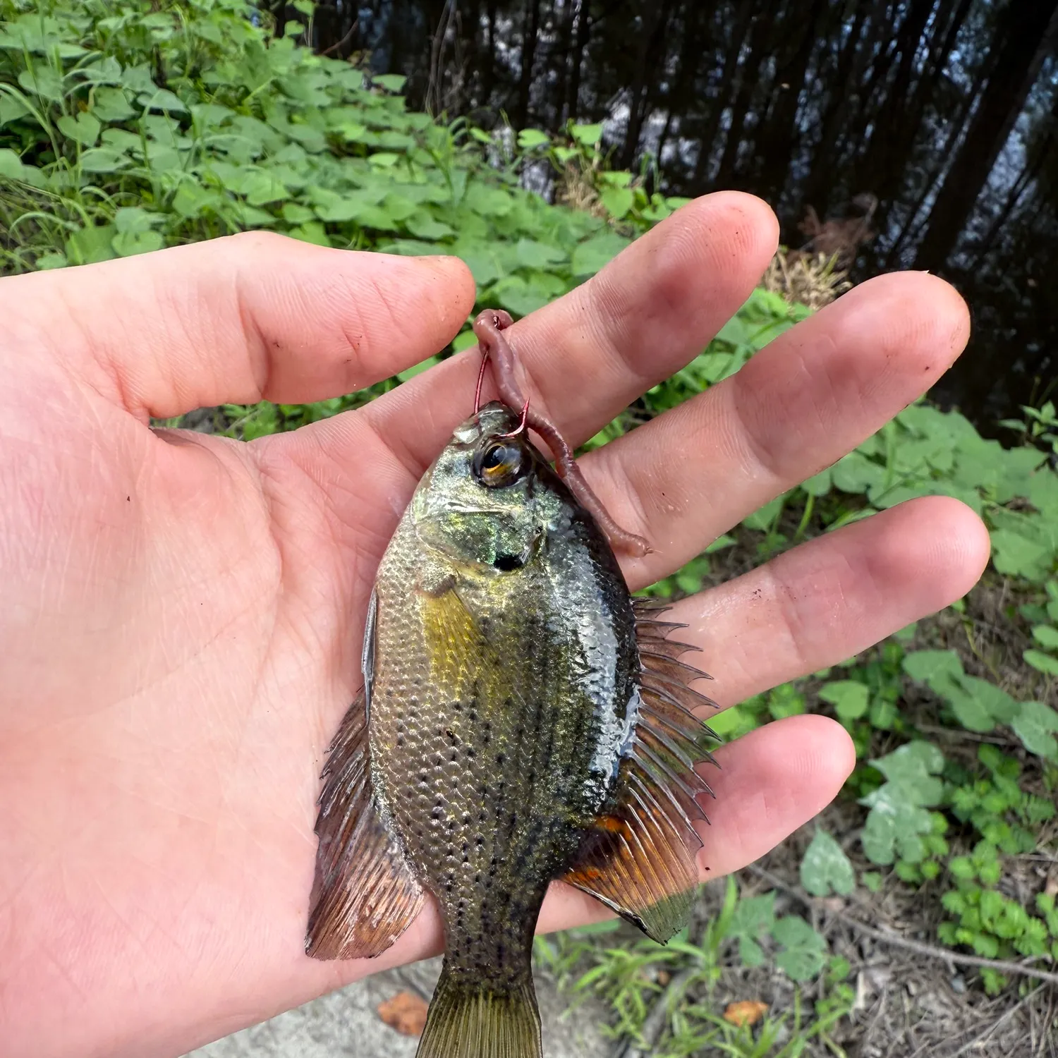 most liked catch image