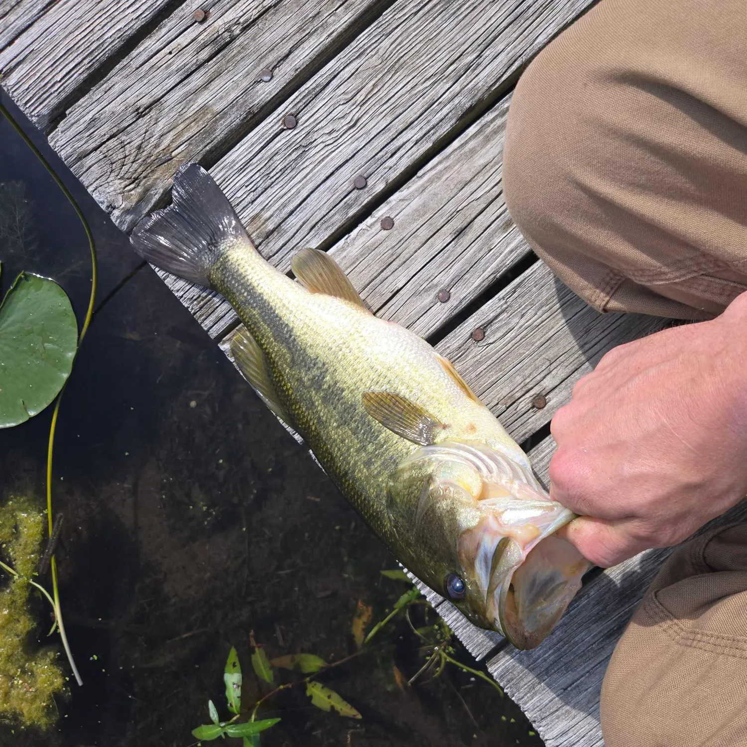 recently logged catches