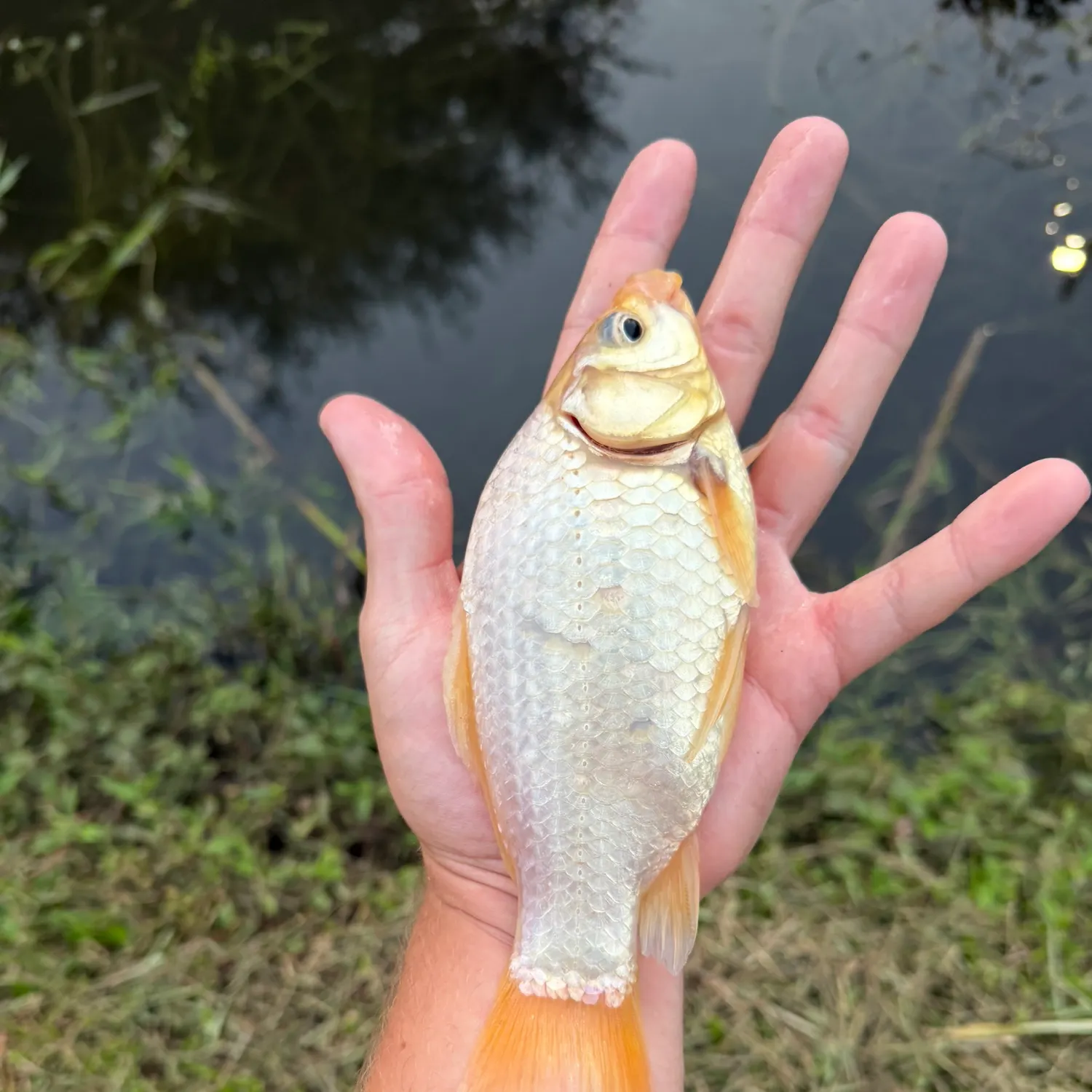 Goldfish caught on Fishbrain