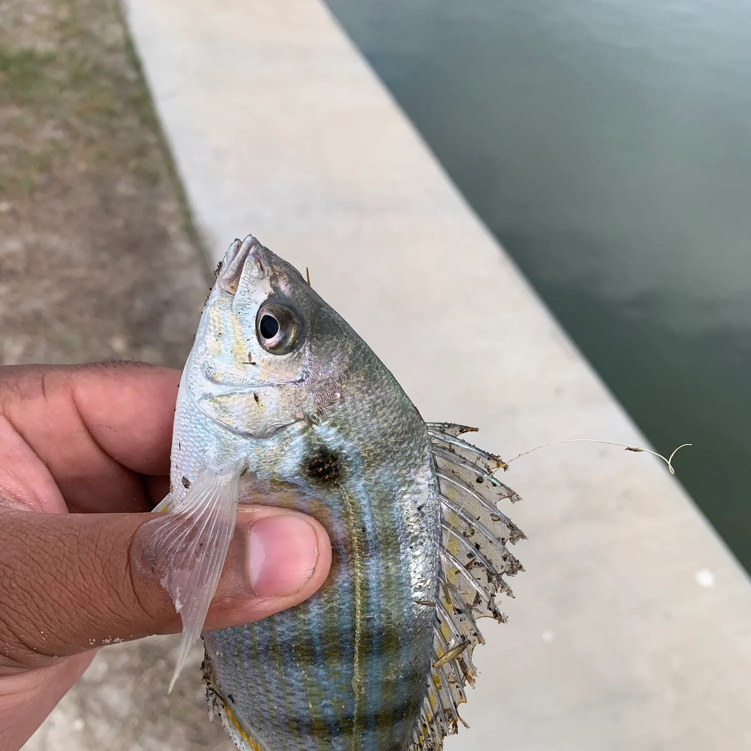 Pinfish caught on Fishbrain