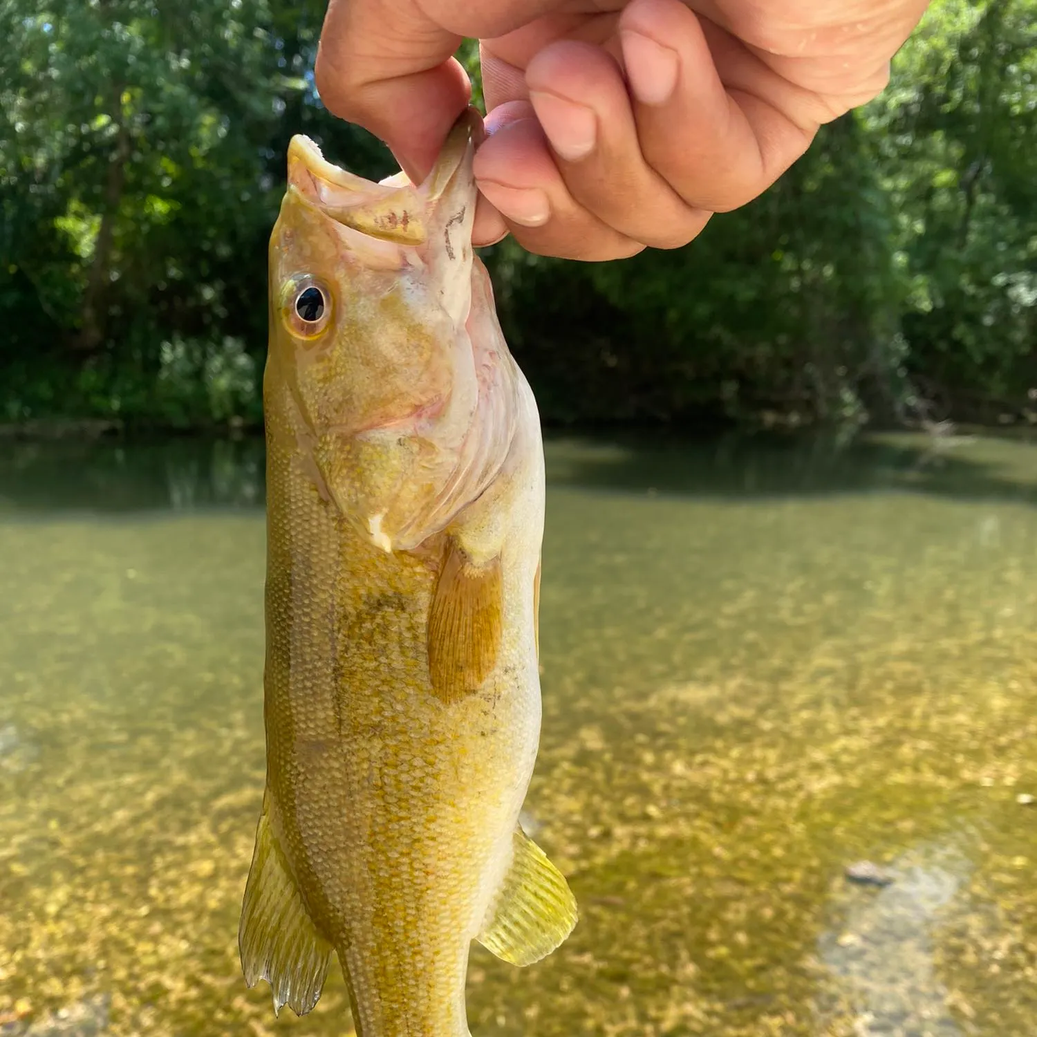 angler catch