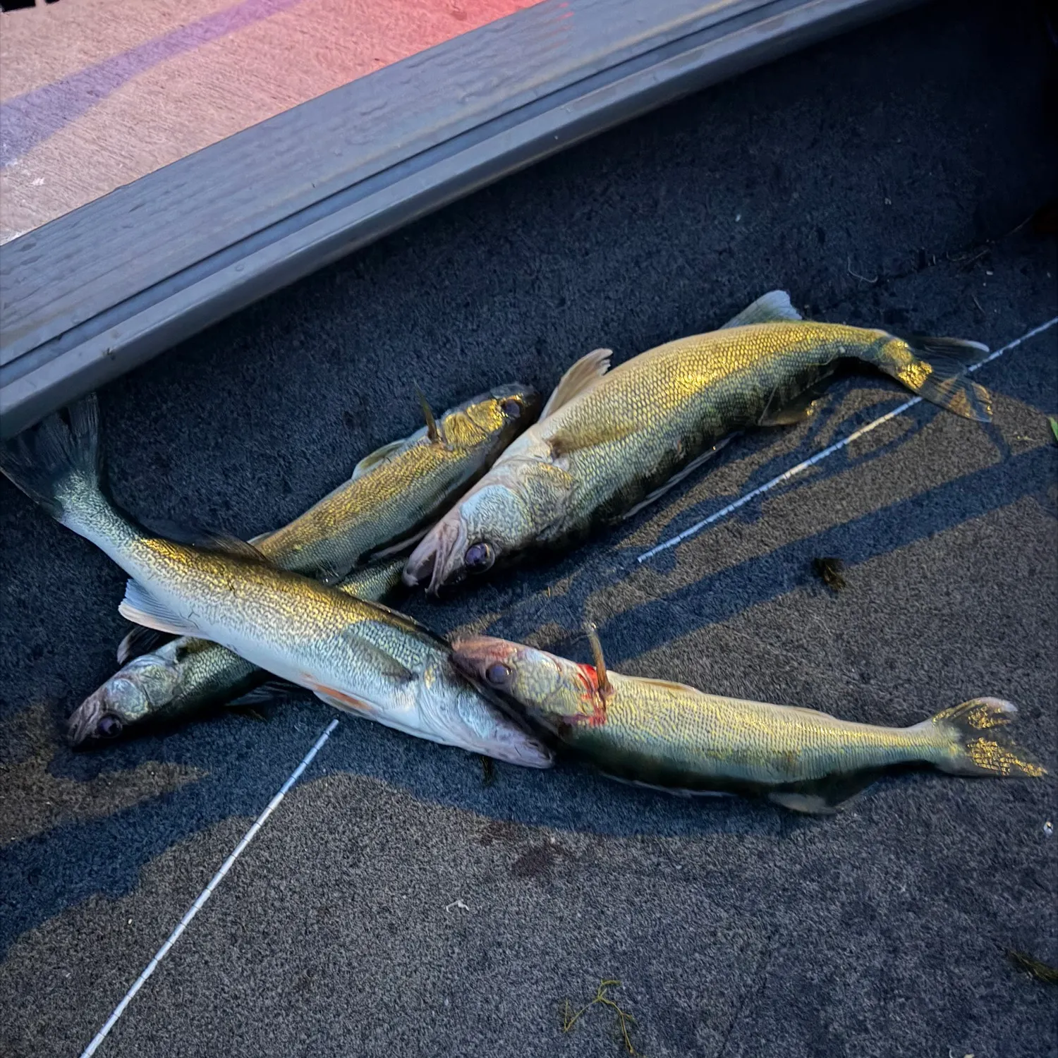 recently logged catches
