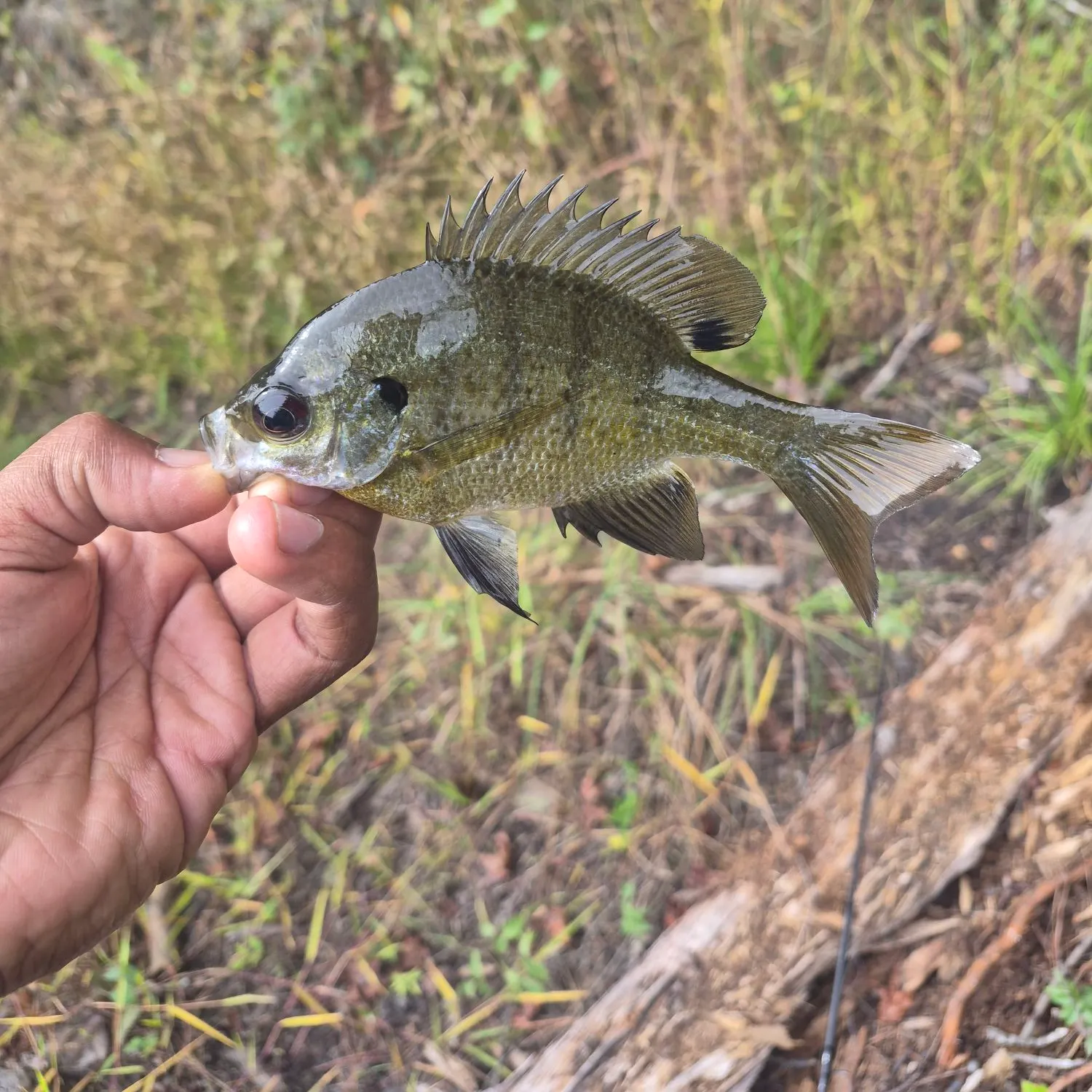 Bluegill caught on Fishbrain