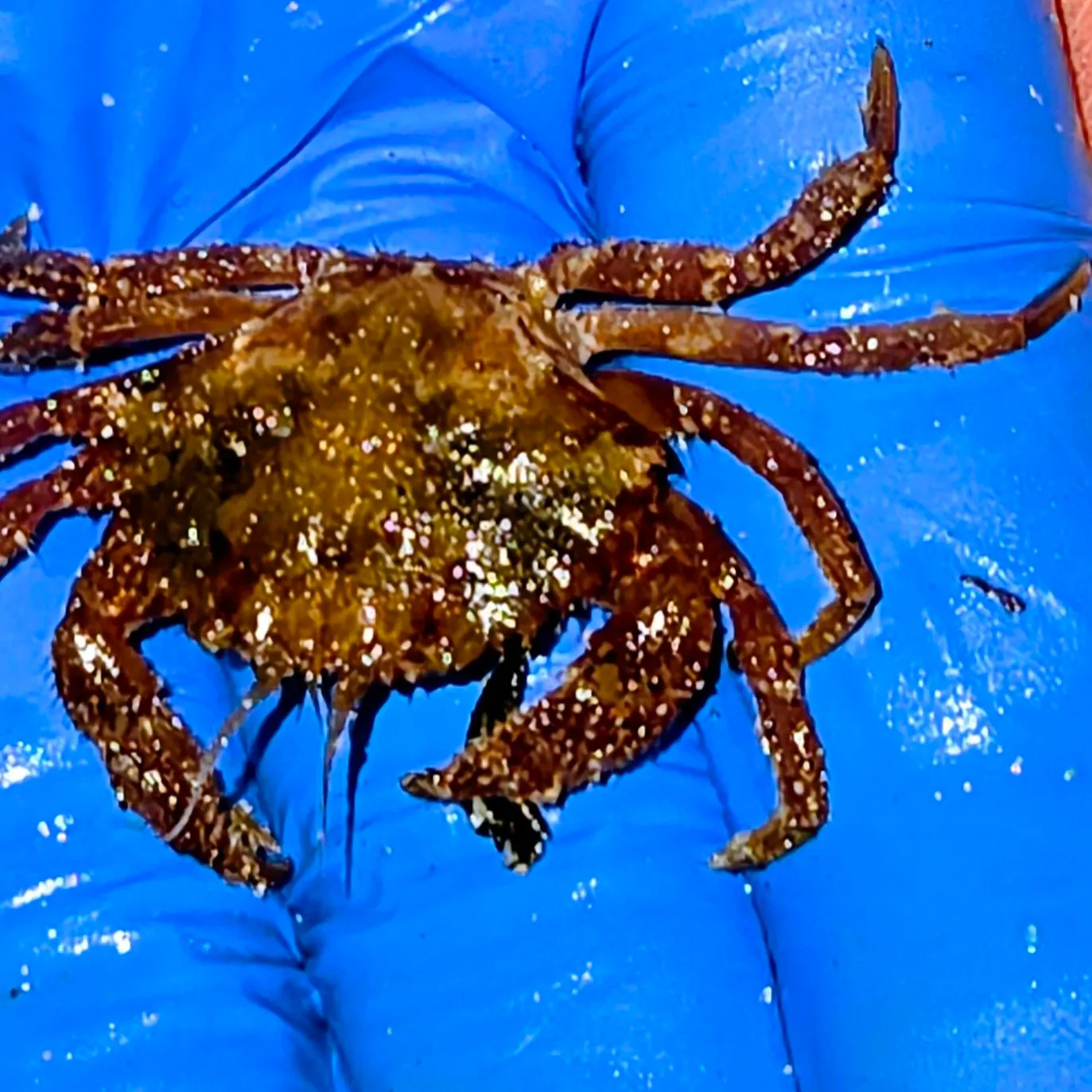 The most recent Spotted reef crab catches on Fishbrain