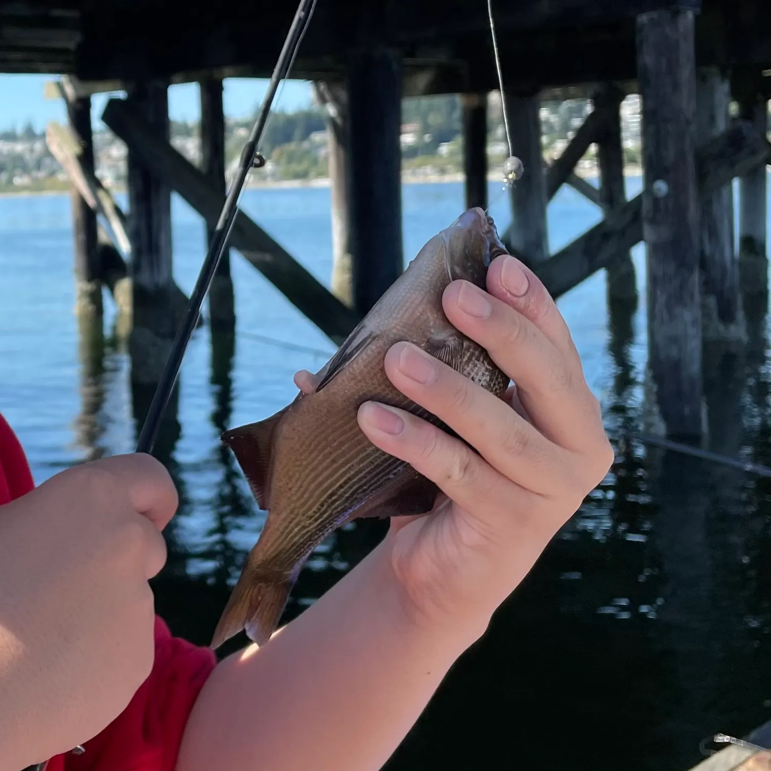 Striped seaperch caught on Fishbrain