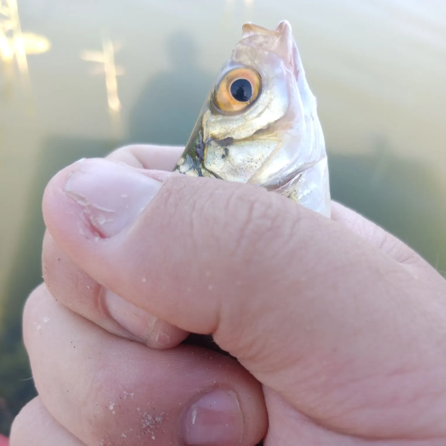The most recent Piked dogfish catches on Fishbrain