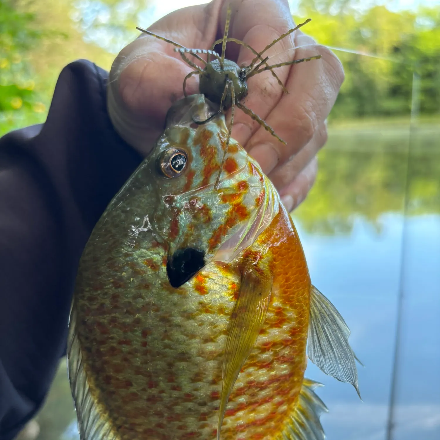 Pumpkinseed caught on Fishbrain