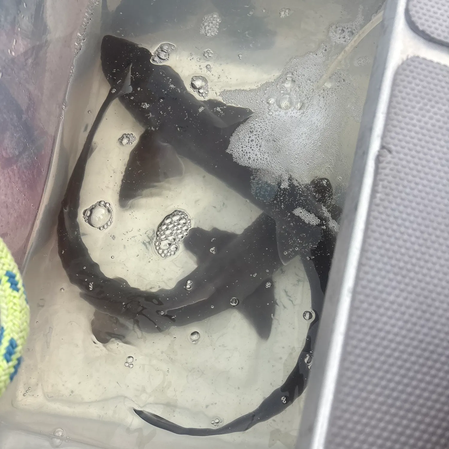 The most recent Starspotted smooth-hound catches on Fishbrain