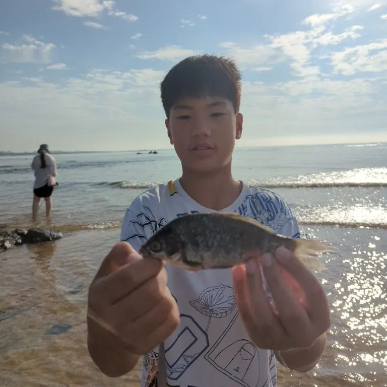 The most recent Blackhead seabream catches on Fishbrain