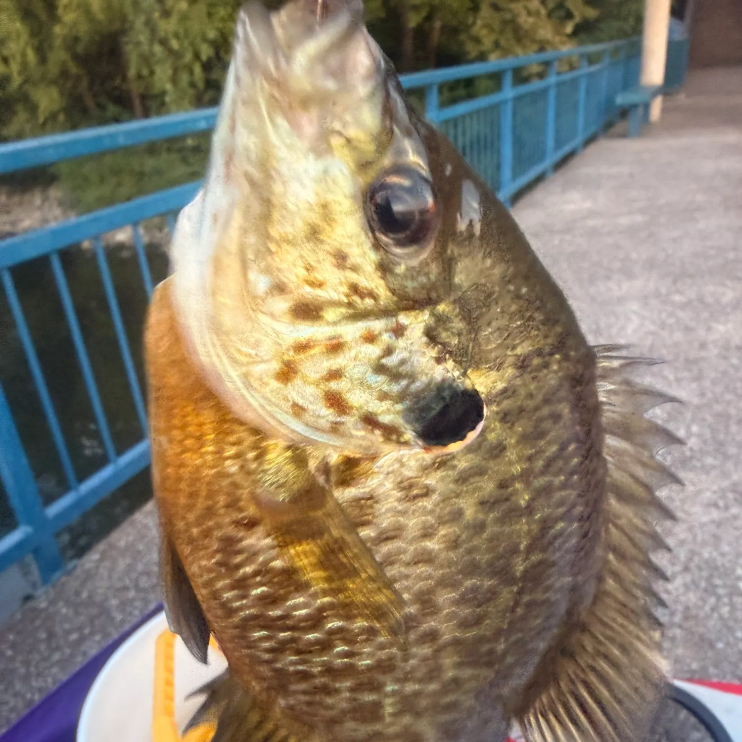 Redear sunfish caught on Fishbrain