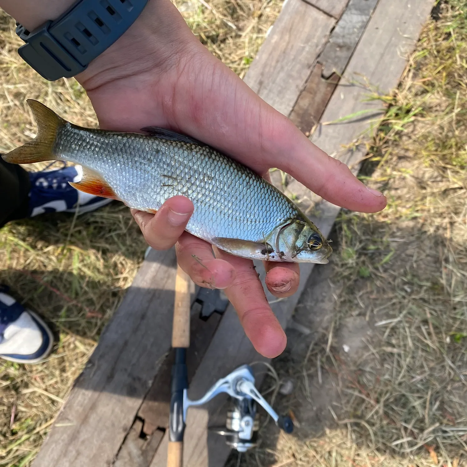 Common roach caught on Fishbrain