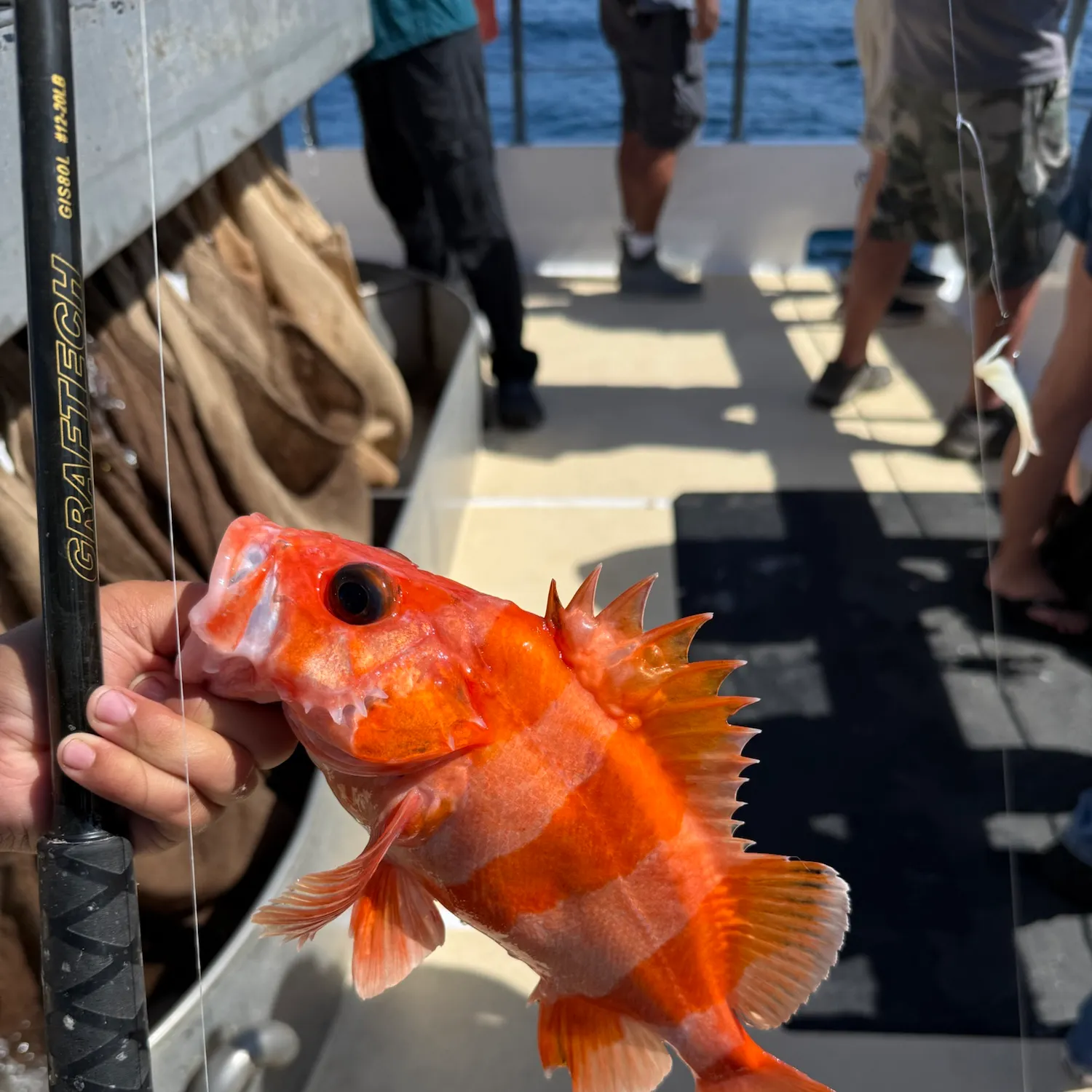 The most recent Flag rockfish catches on Fishbrain