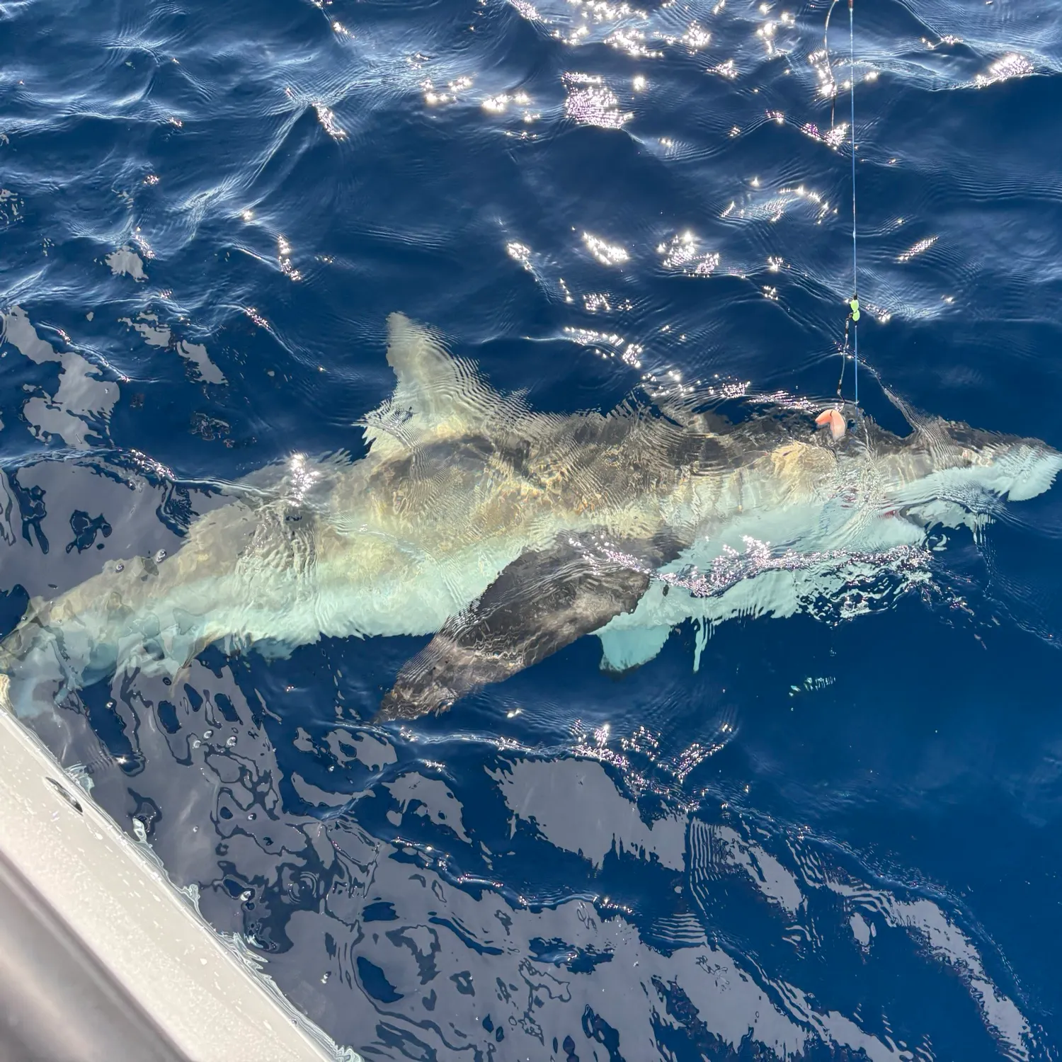 The most recent Bull shark catches on Fishbrain
