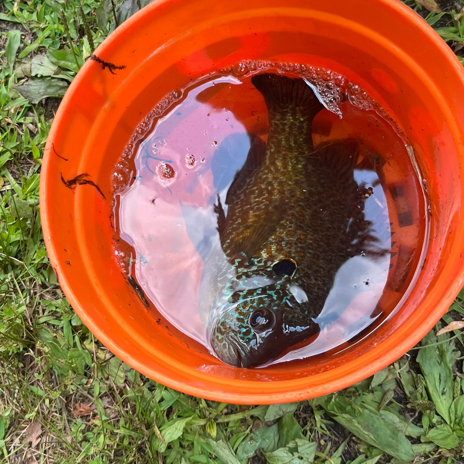 Greengill hybrid caught on Fishbrain