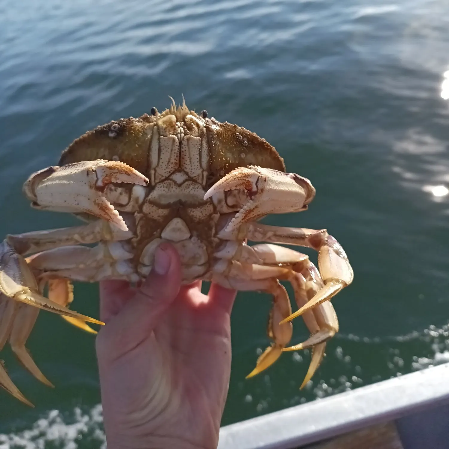Dungeness crab caught on Fishbrain