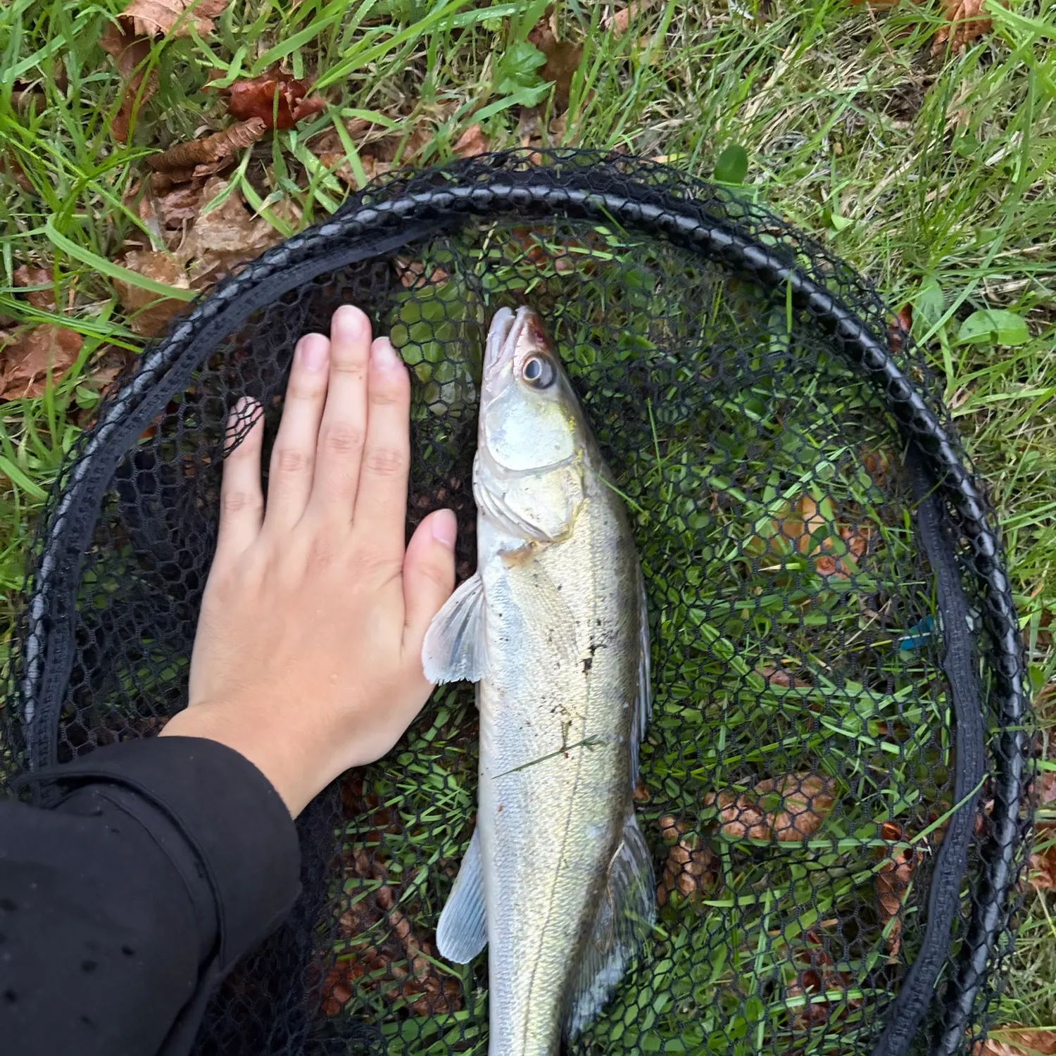 Zander caught on Fishbrain