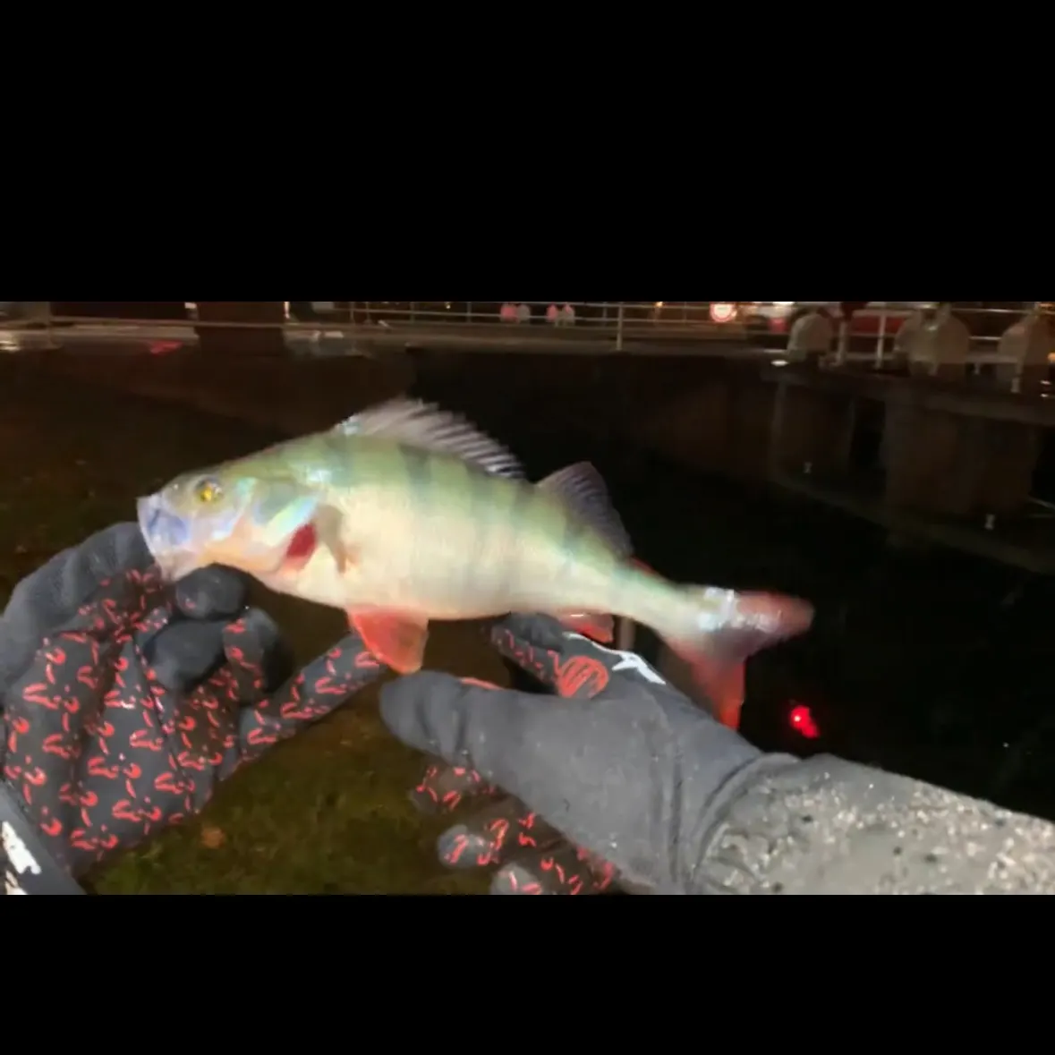 European perch caught on Fishbrain