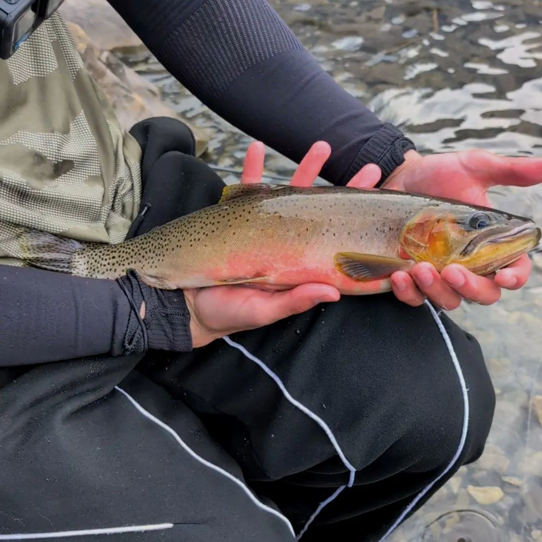 Westslope cutthroat trout caught on Fishbrain